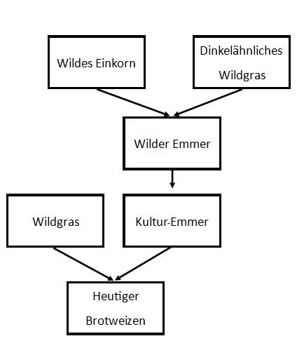 Abstammung Weizen